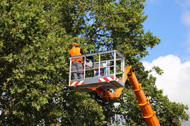 Best Storm Damage Tree Cleanup  in Martindale, TX